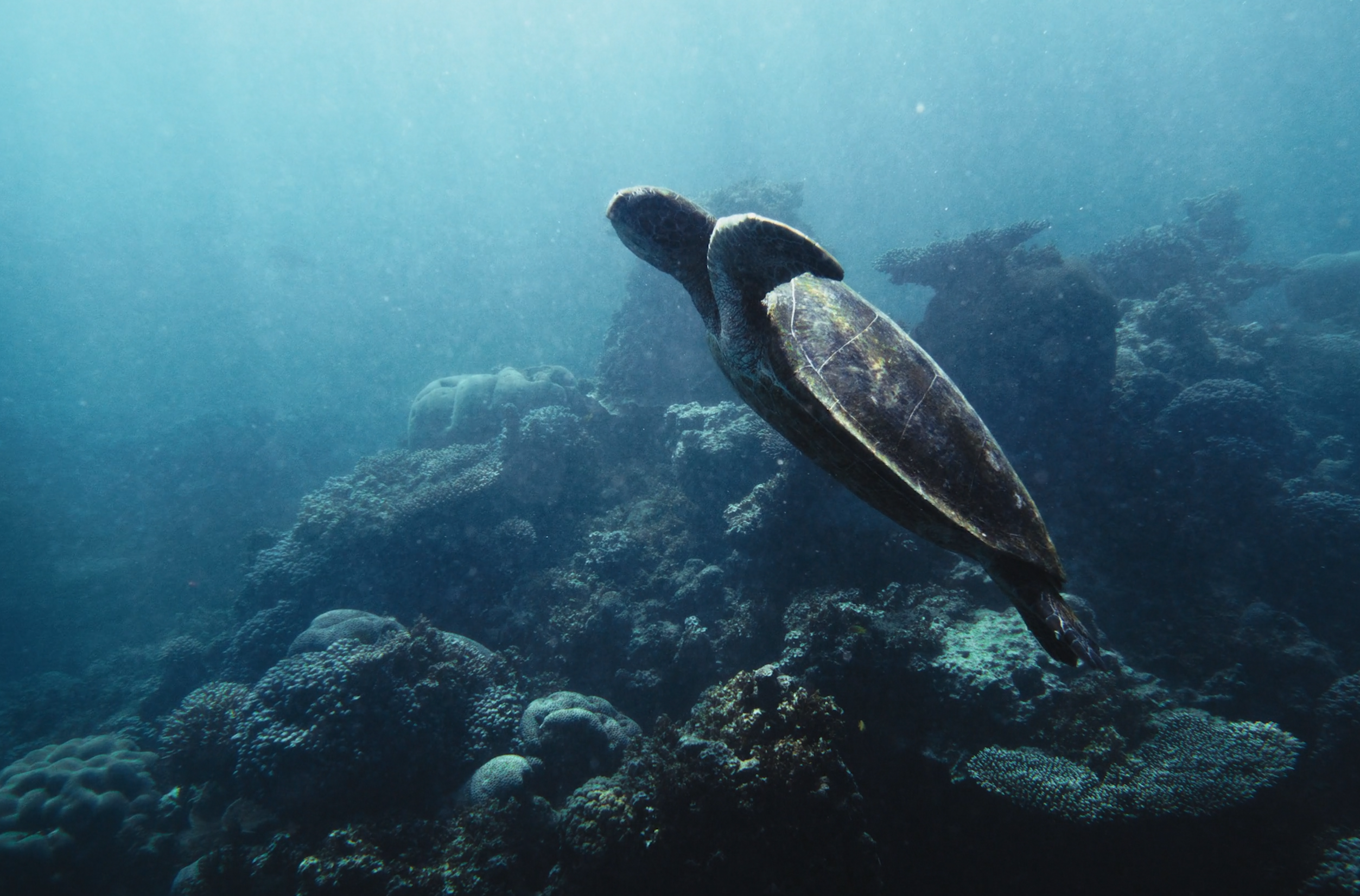 Honu Water